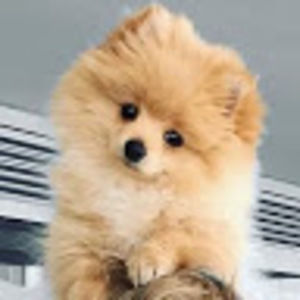 Meet your Posher, Arlene aly